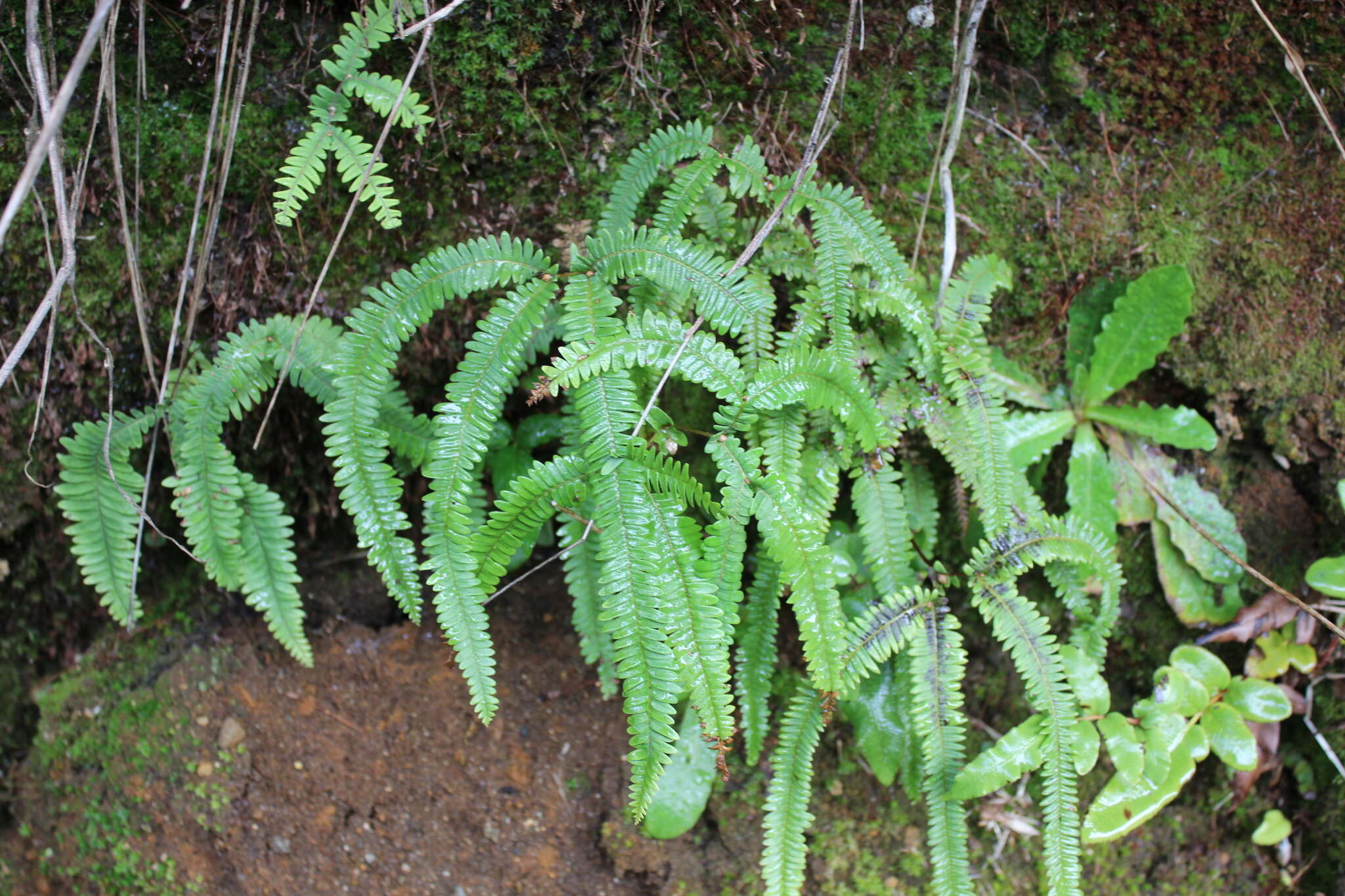 Image of Sticherus squamulosus (Desv.) Nakai