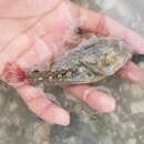 Image of Freckled Blenny