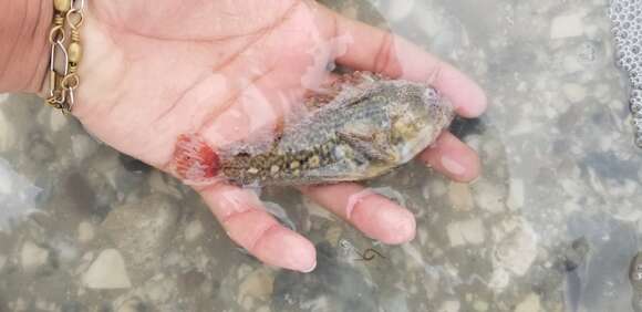 Image of Freckled Blenny