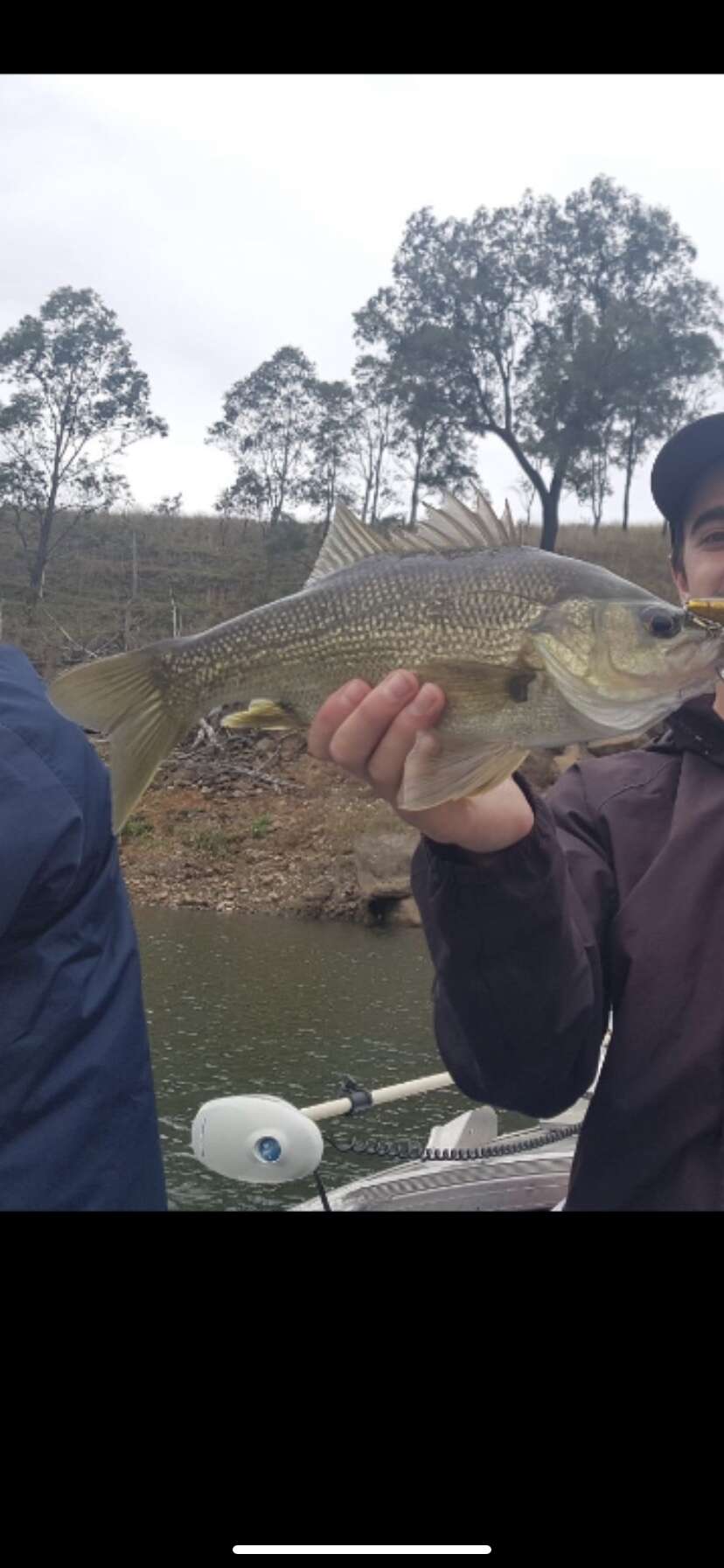 Image of Australian bass