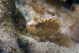 Image of Rosy Blenny