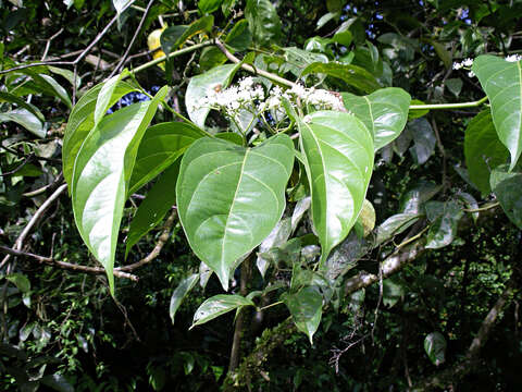 Image of Cordia lucidula I. M. Johnst.