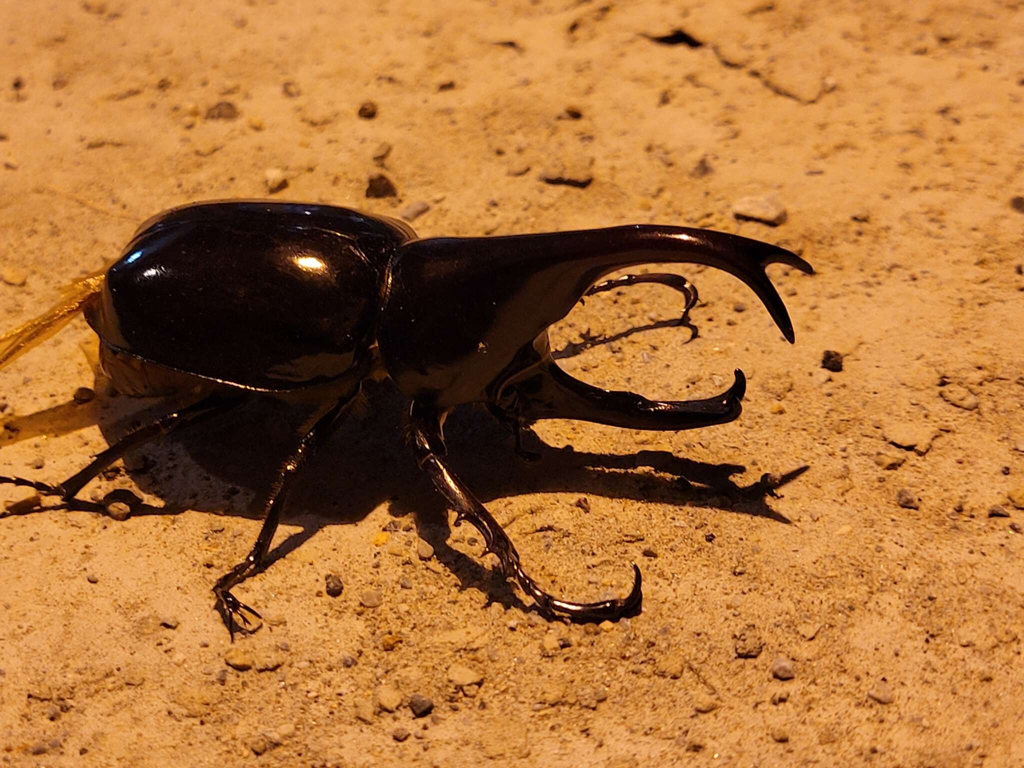 Image of Xylotrupes sumatrensis Minck 1920