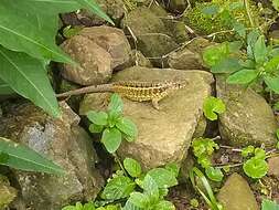 Image of Jeremie Curlytail Lizard