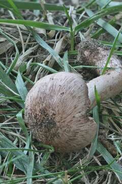 Imagem de Inosperma vinaceobrunneum