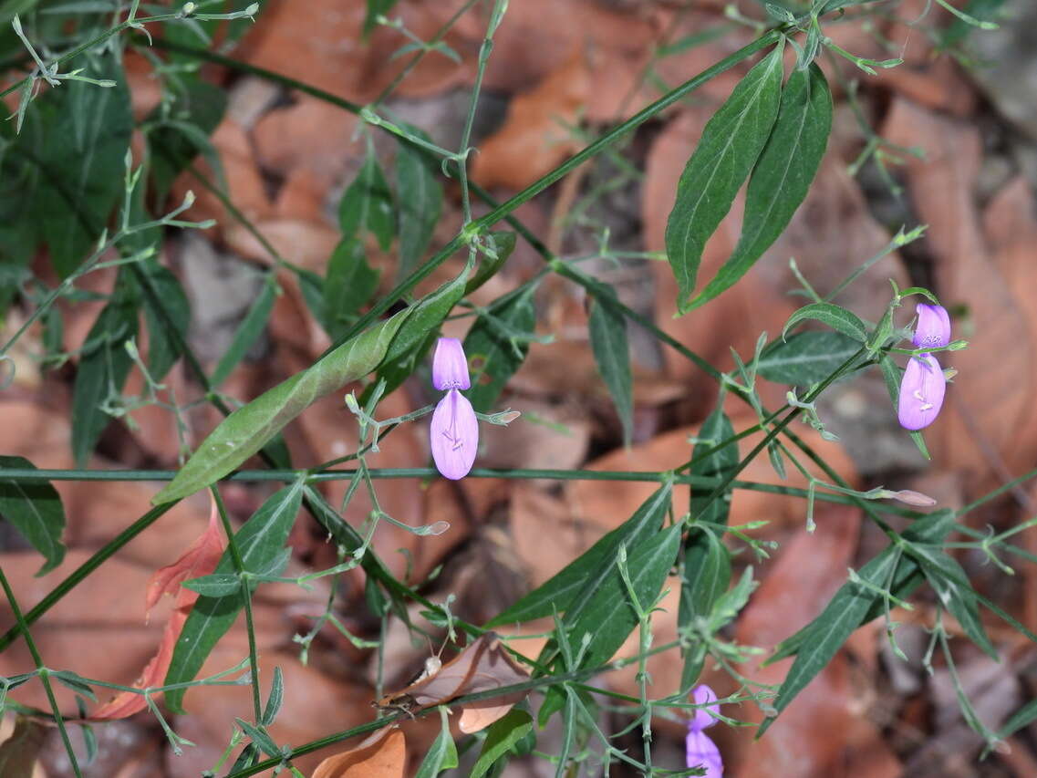 Hypoestes cumingiana Benth. & Hook. fil. resmi