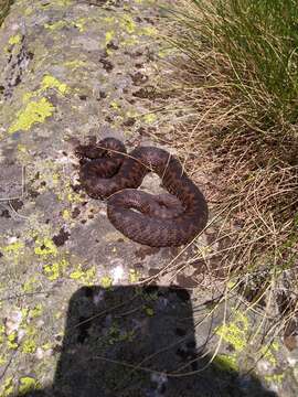 Image of Vipera walser Ghielmi, Menegon, Marsden, Laddaga & Ursenbacher 2016