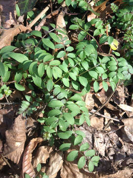 Image of Greek valerian