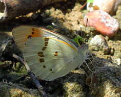 Image of <i>Colotis annae</i>