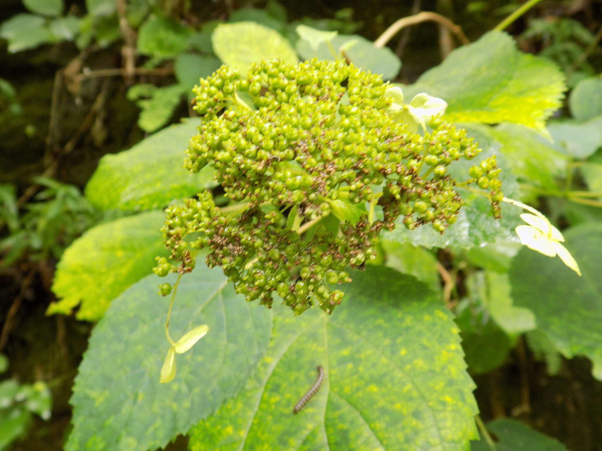 Image of wild hydrangea