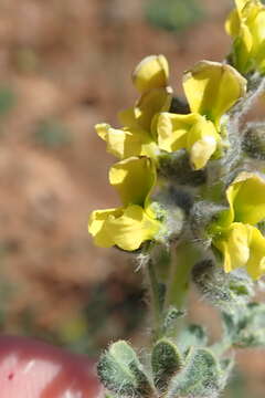 Image of Lotononis hirsuta (Thunb.) D. Dietr.