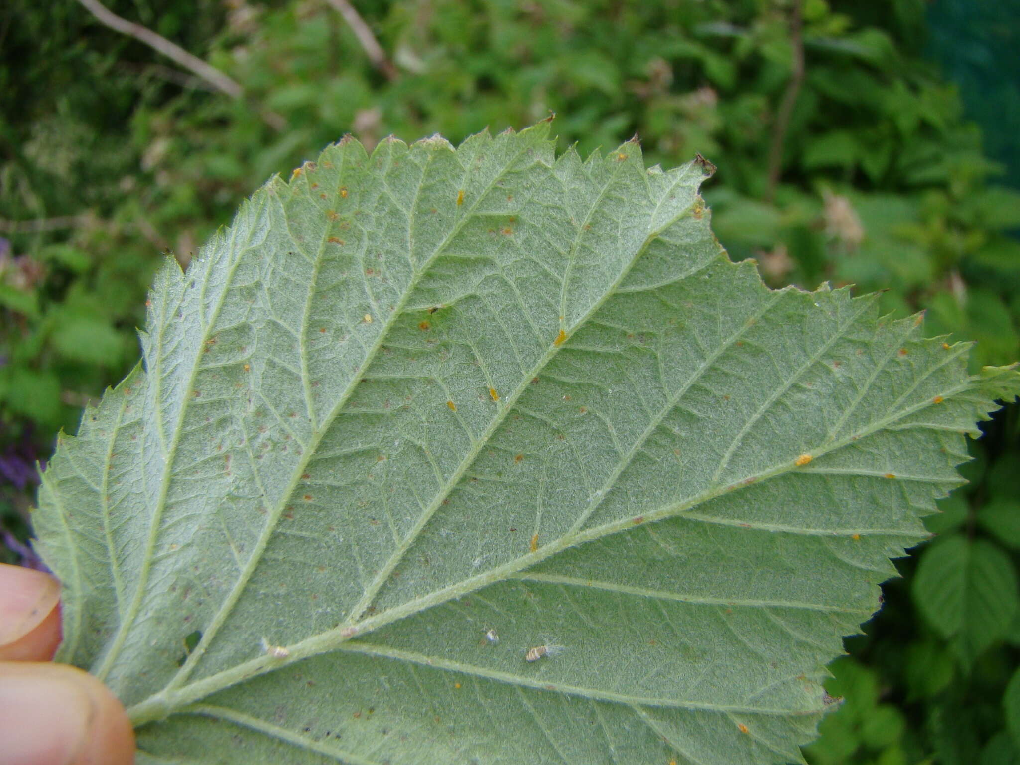 صورة Phragmidium rubi-idaei (DC.) P. Karst. 1878