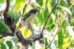 Image of Yellow-margined Flycatcher