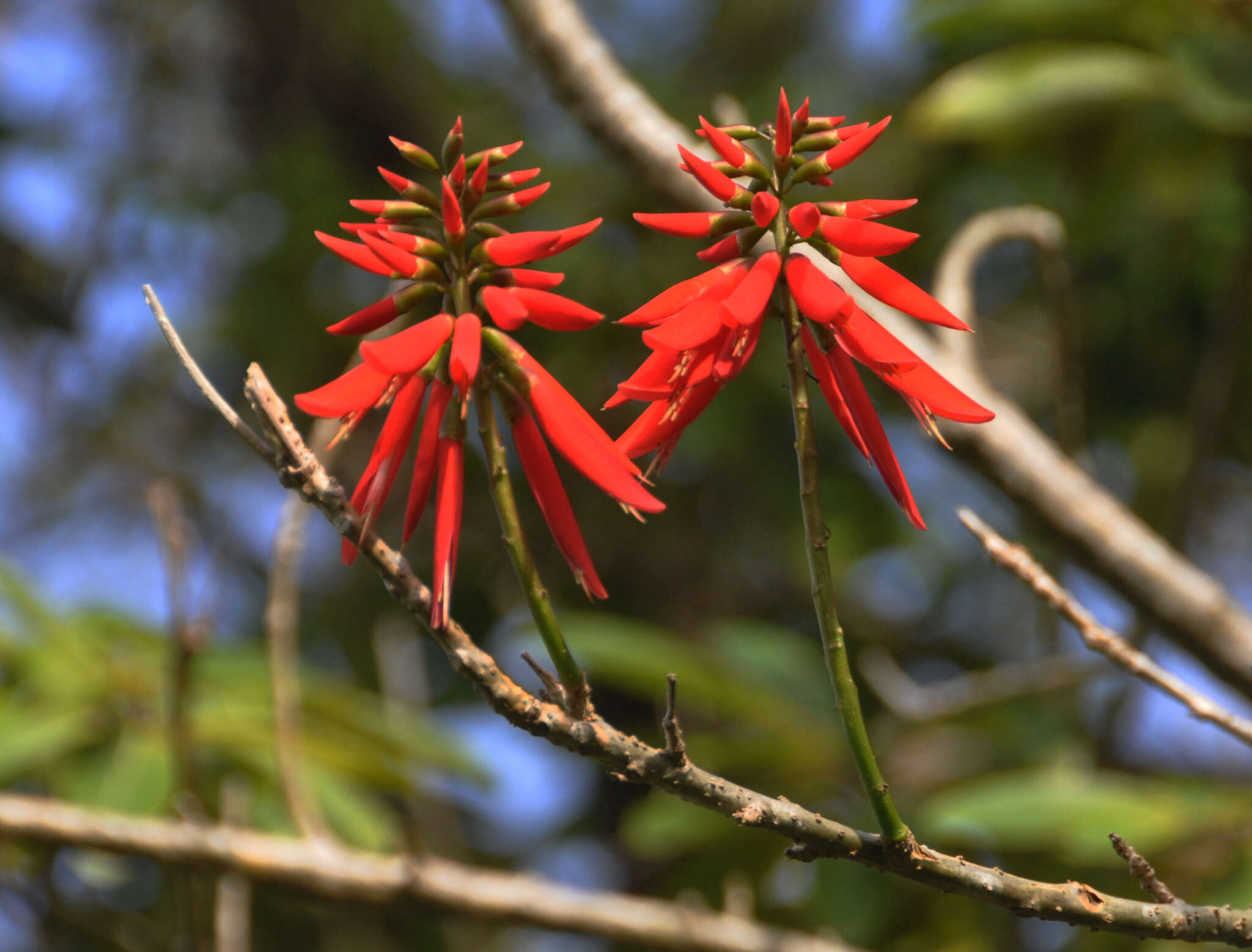 Image of coral erythrina