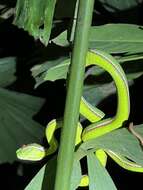 Image of Pope's pit viper