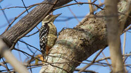 Image of Freckle-breasted Woodpecker