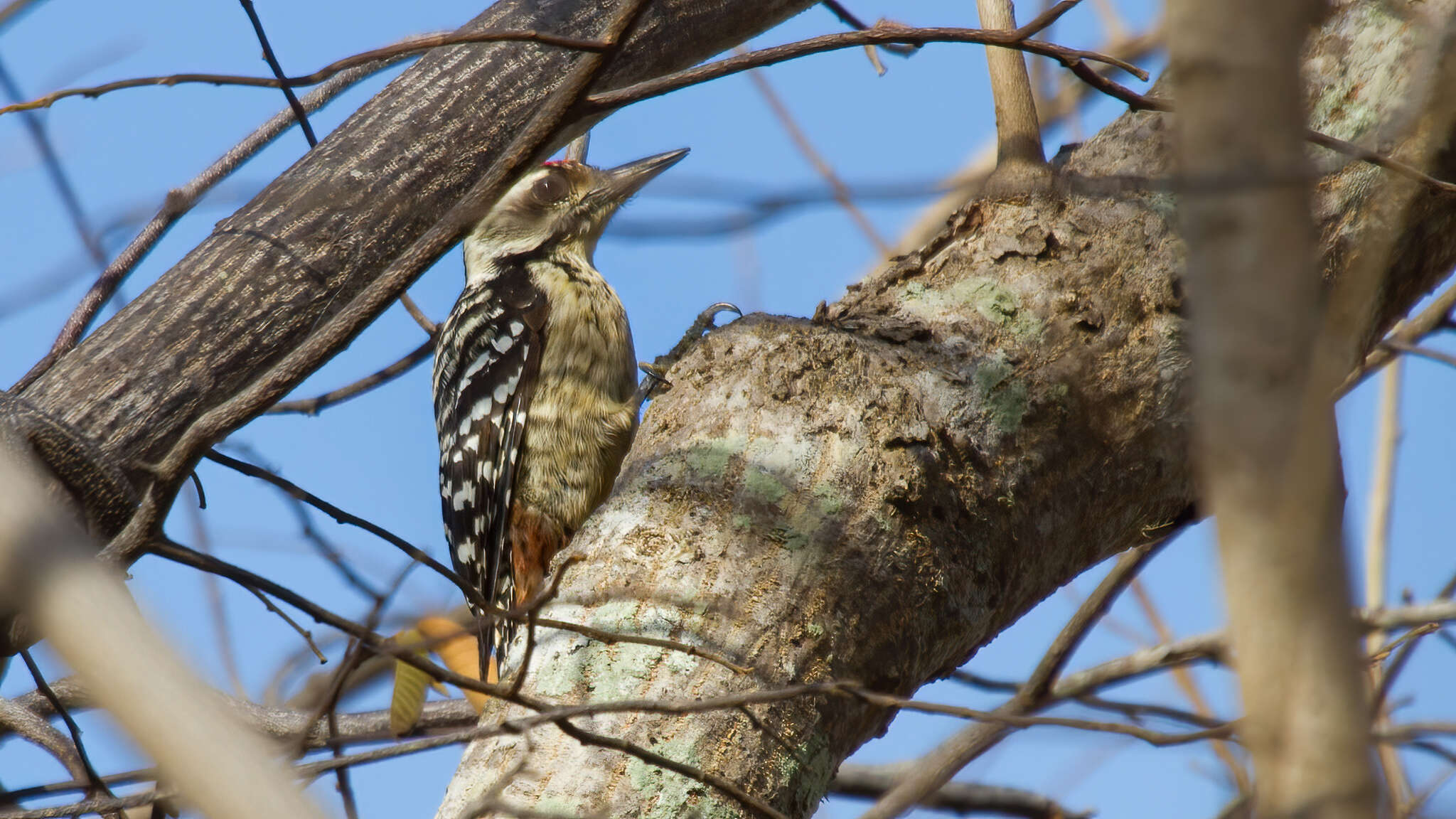 Image of Freckle-breasted Woodpecker