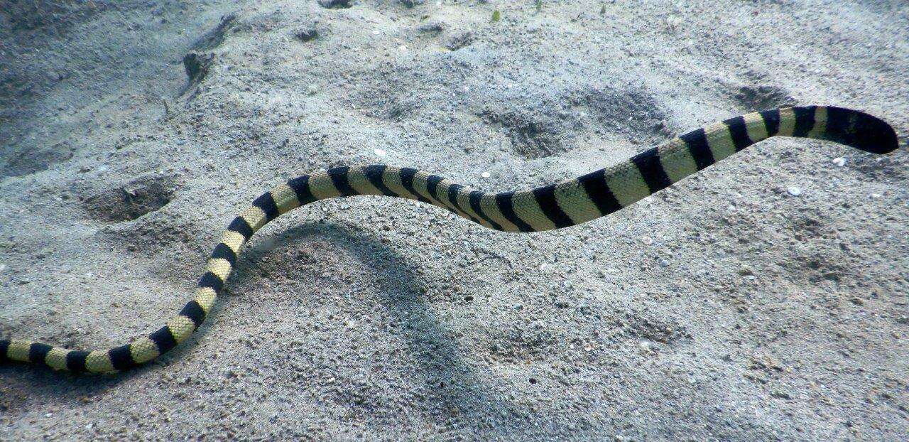 Image of Slender-necked Seasnake