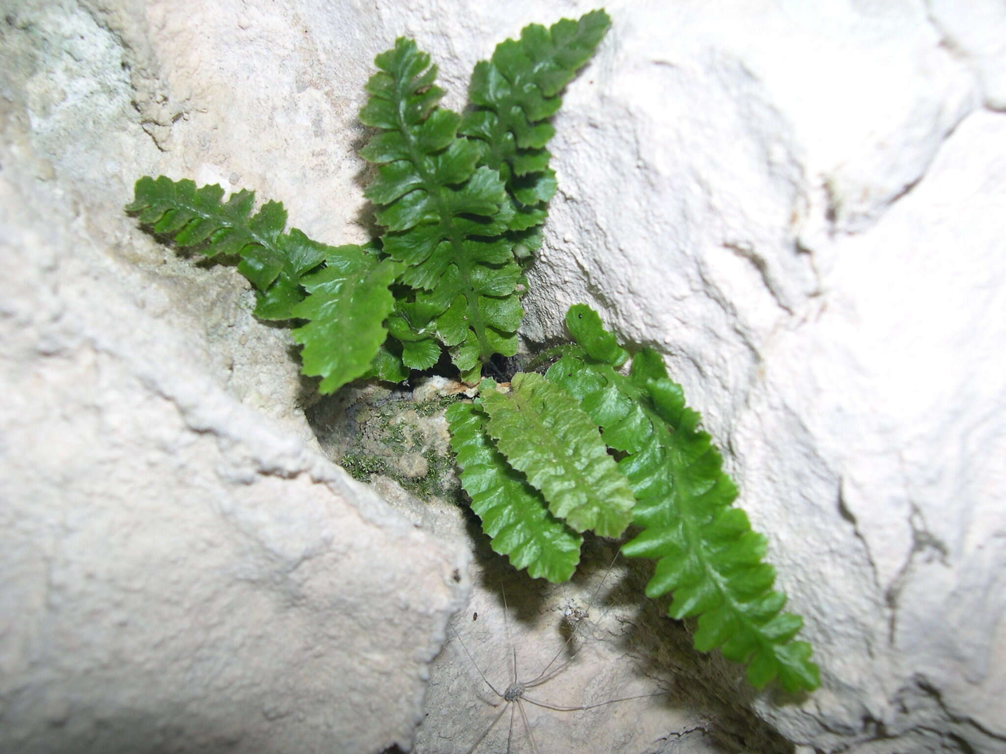 Image of Asplenium jahandiezii (Litard.) Rouy