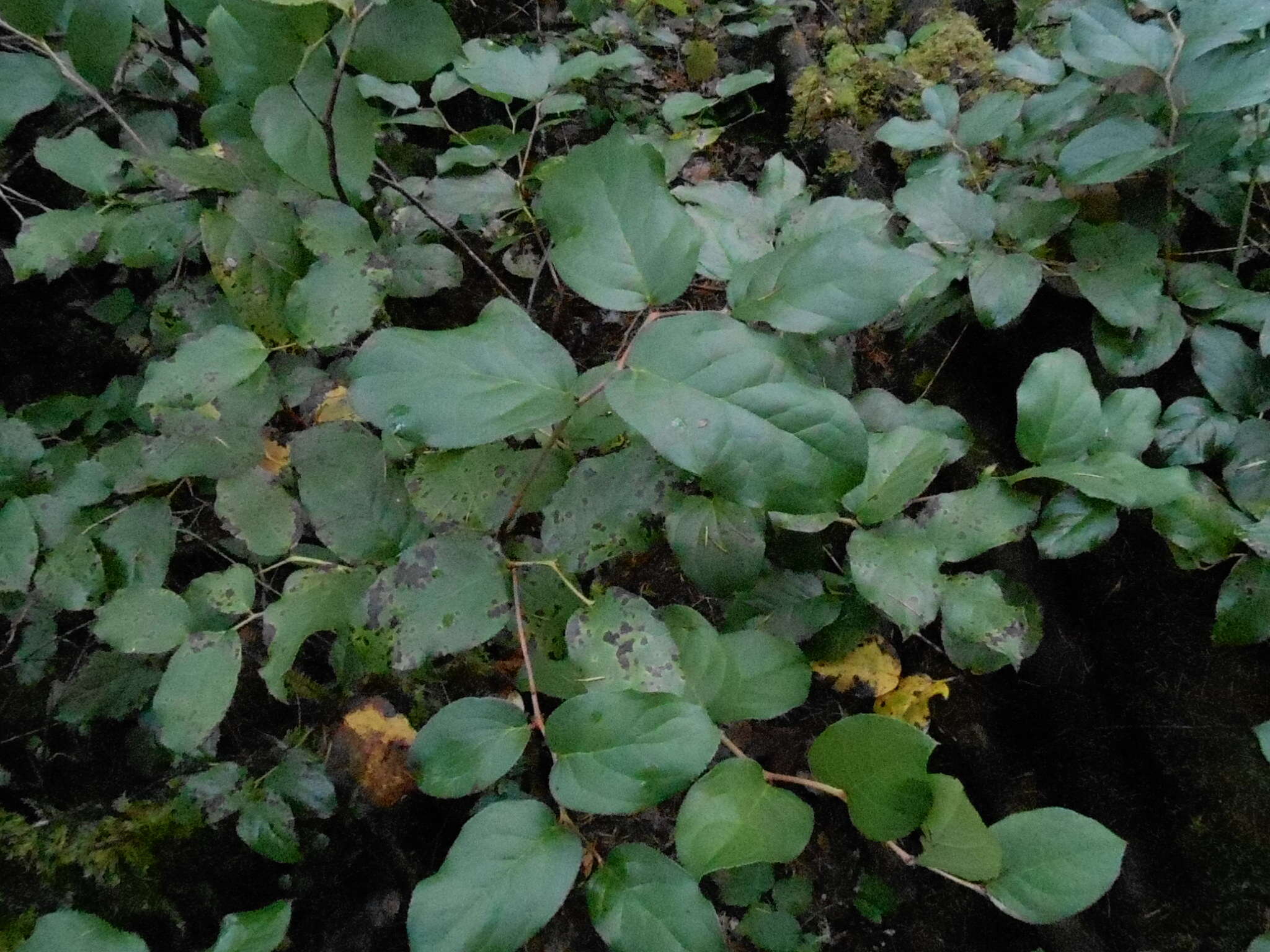 Image of salal