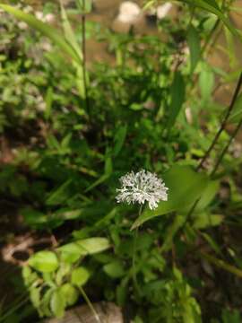 Marshallia obovata (Walt.) Beadle & F. E. Boynt.的圖片