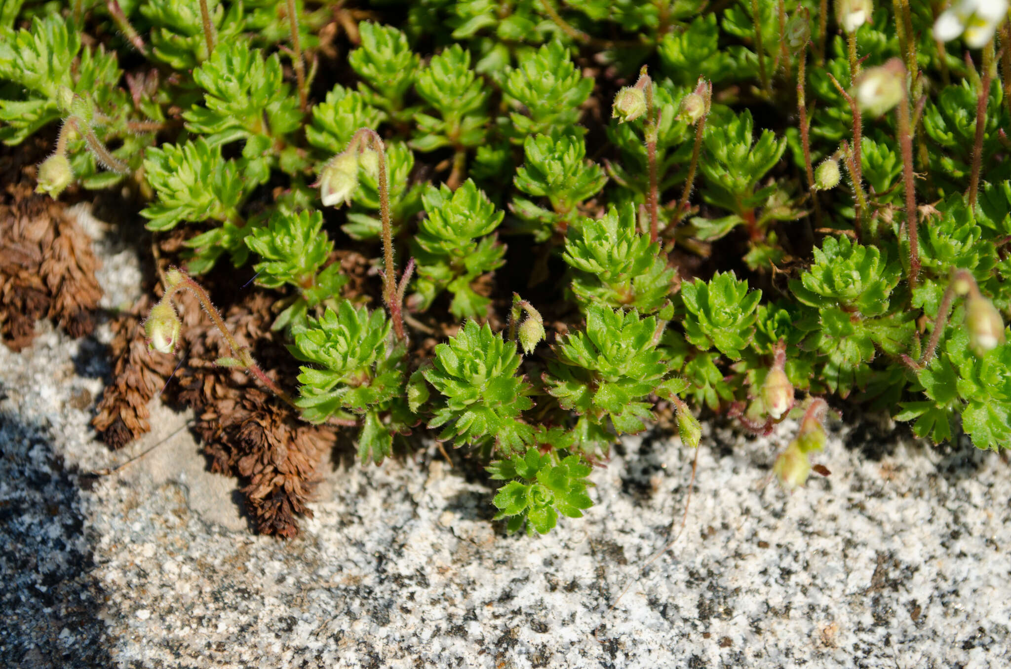 Imagem de Saxifraga praetermissa D. A. Webb