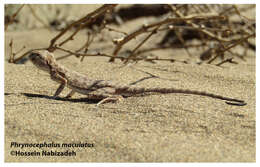 Image of Blacktail Toadhead  Agama