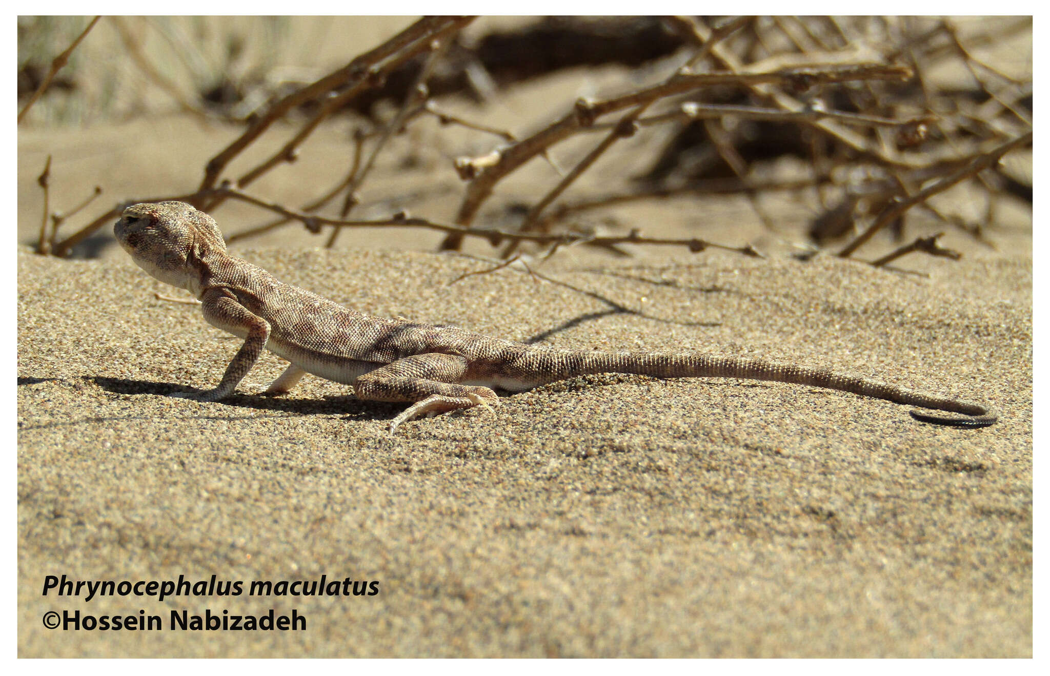 Image of Blacktail Toadhead  Agama