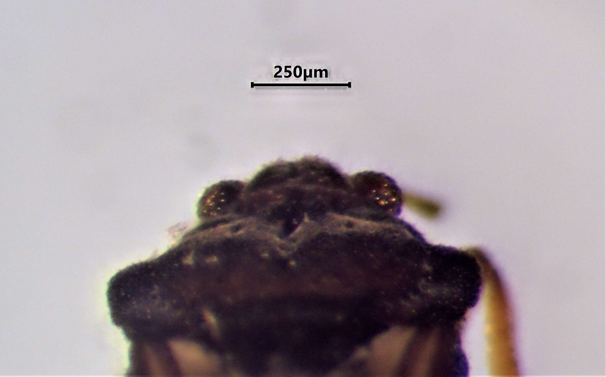 Image of Bueno's Velvet Water Bug