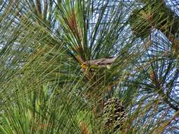 Image of Grace's Warbler