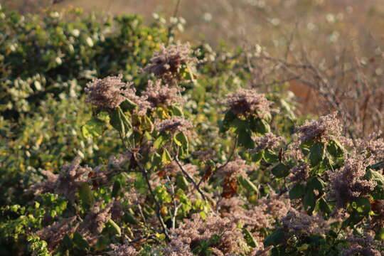 Image of Heliocarpus terebinthinaceus (DC.) Hochr.