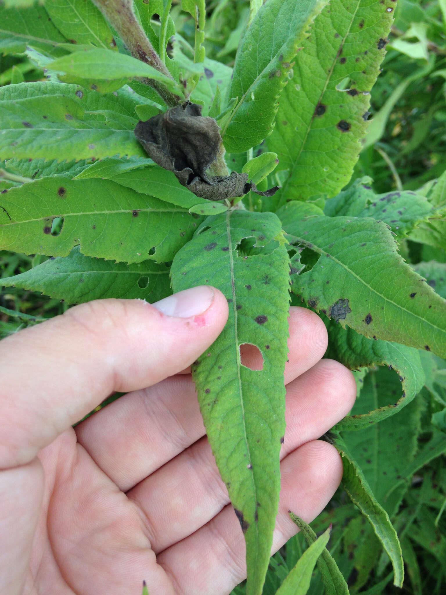 Image of Missouri ironweed