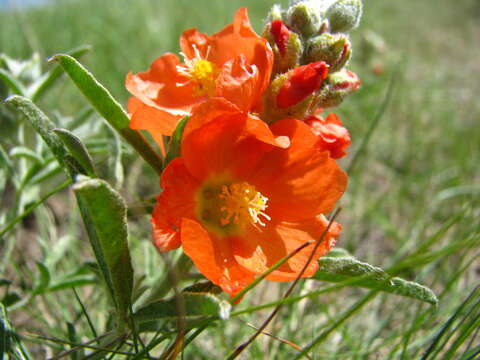 Image of Sphaeralcea coccinea var. coccinea