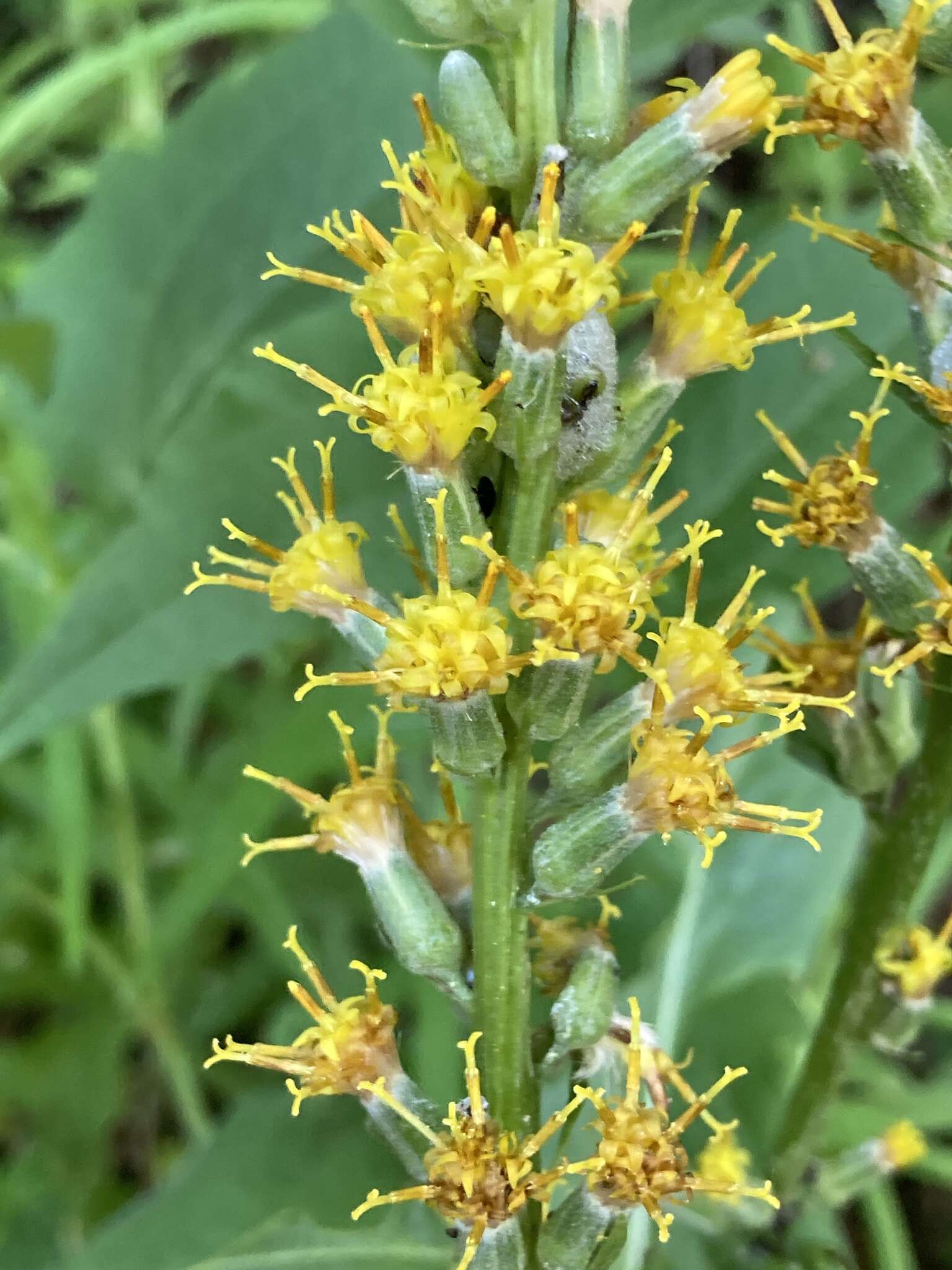 Image de Rainiera stricta (Greene) Greene