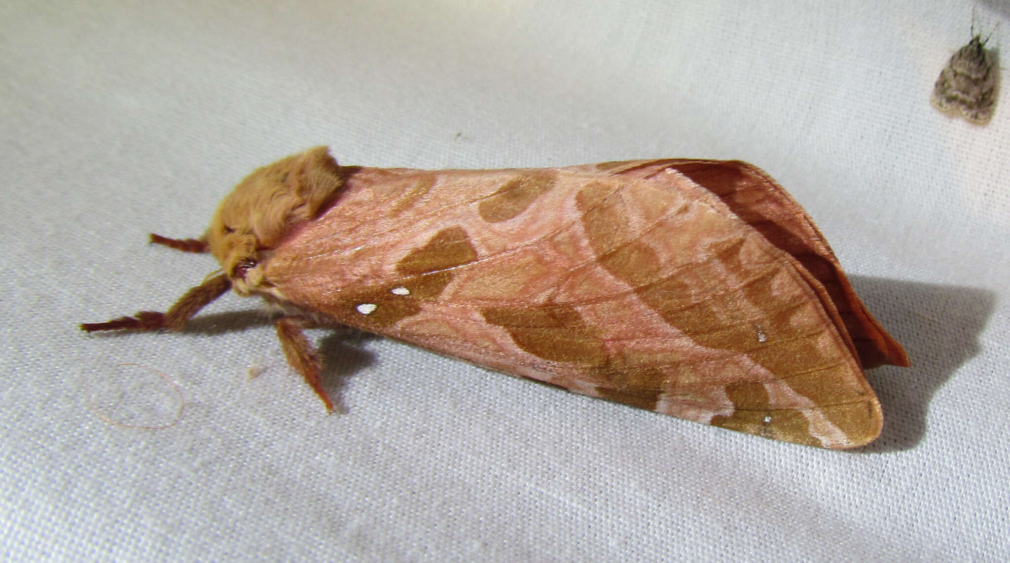 Image of Four-spotted Ghost Moth