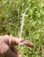 Imagem de Bothriochloa torreyana (Steud.) Scrivanti & Anton