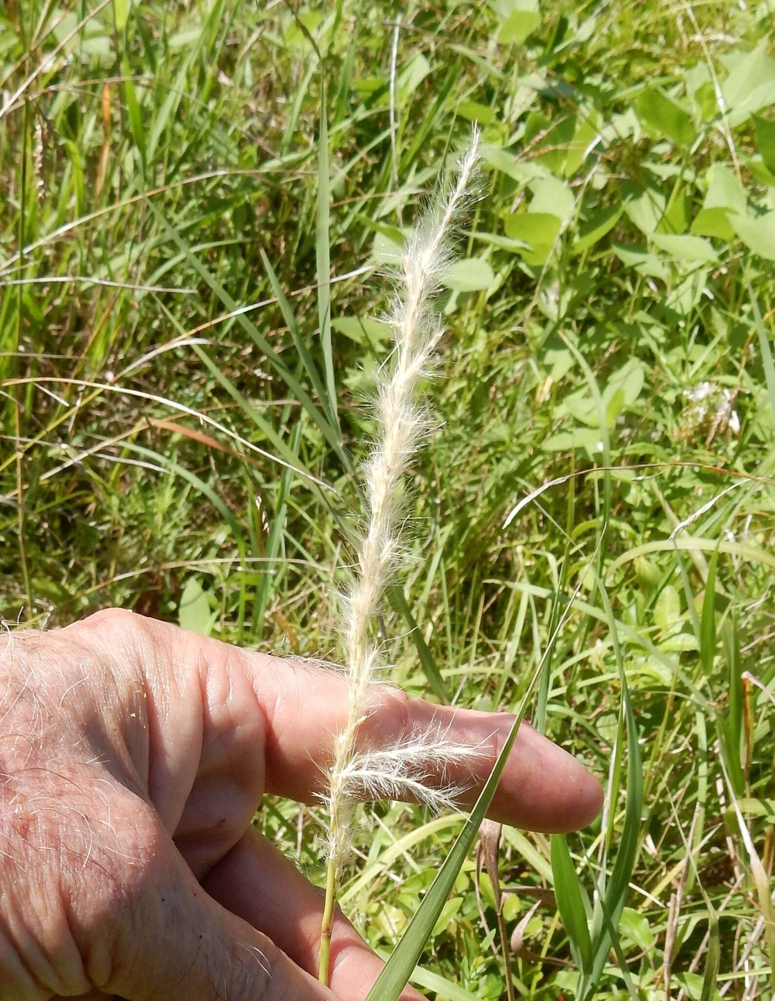 صورة Bothriochloa torreyana (Steud.) Scrivanti & Anton