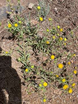 Grindelia squarrosa (Pursh) Dunal resmi