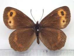 Image of Erebia niphonica Janson 1877