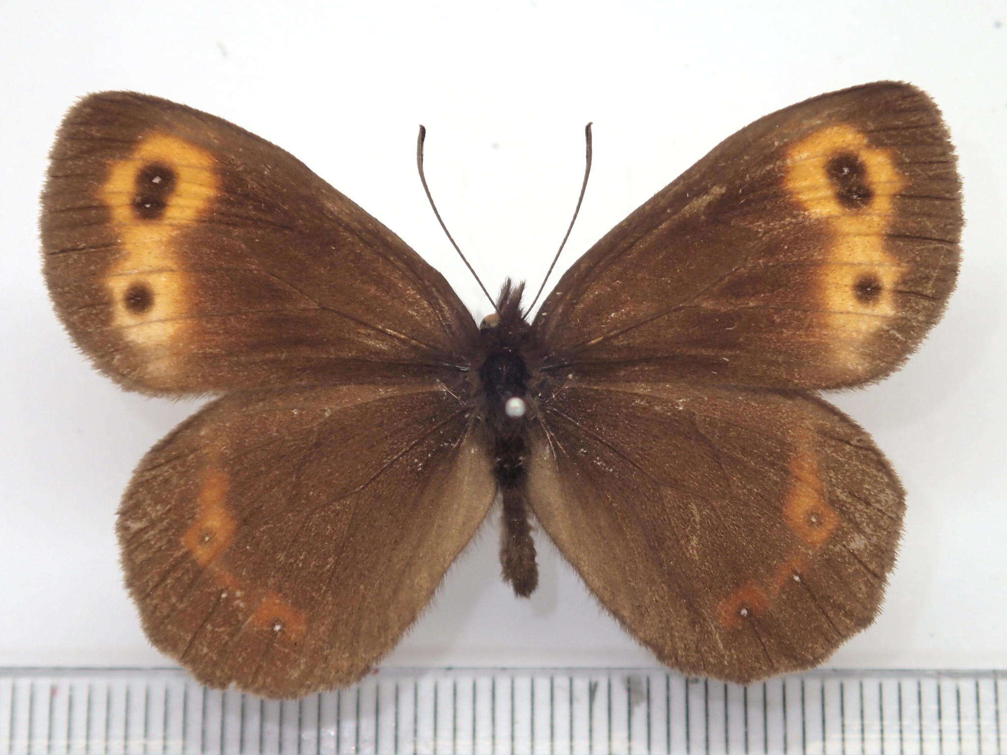 Image of Erebia niphonica Janson 1877