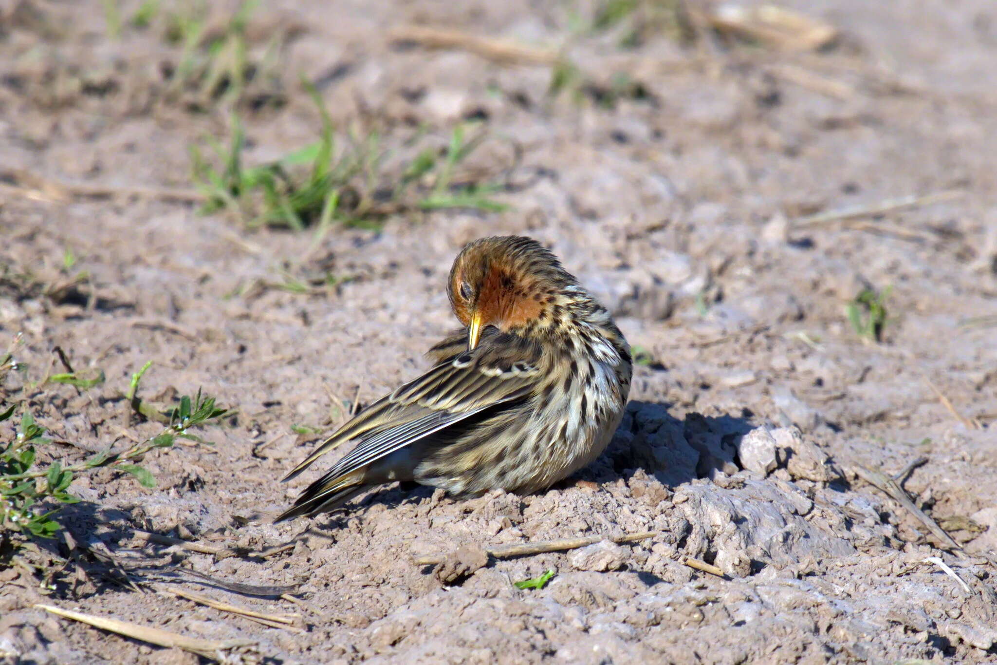 Image of Red-throated Pipit