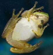 Image of Hyla orientalis Bedriaga 1890