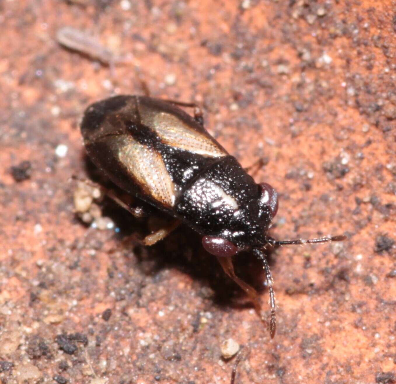 Image of <i>Geocoris ater</i>