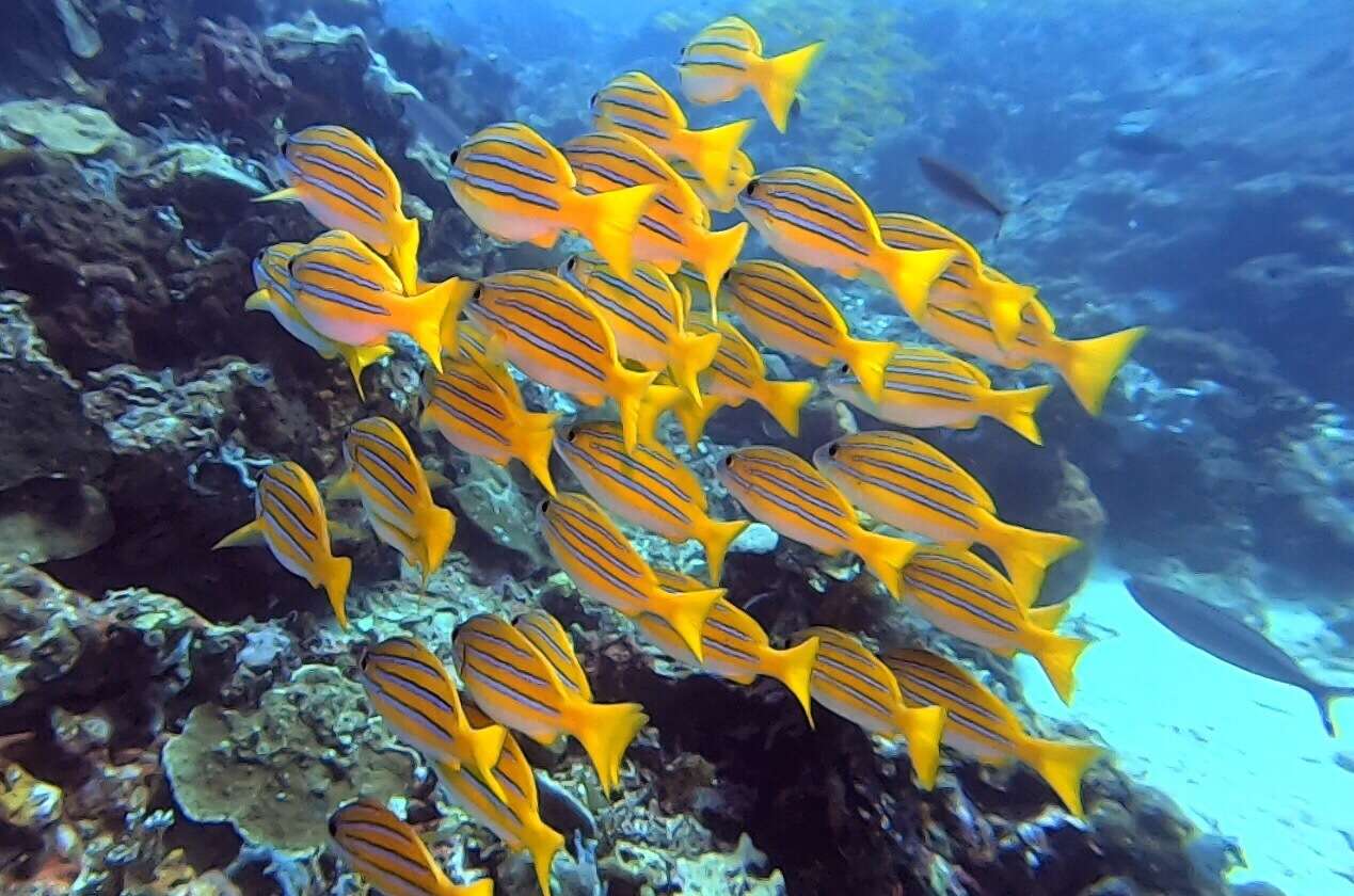 Image of Bengal snapper