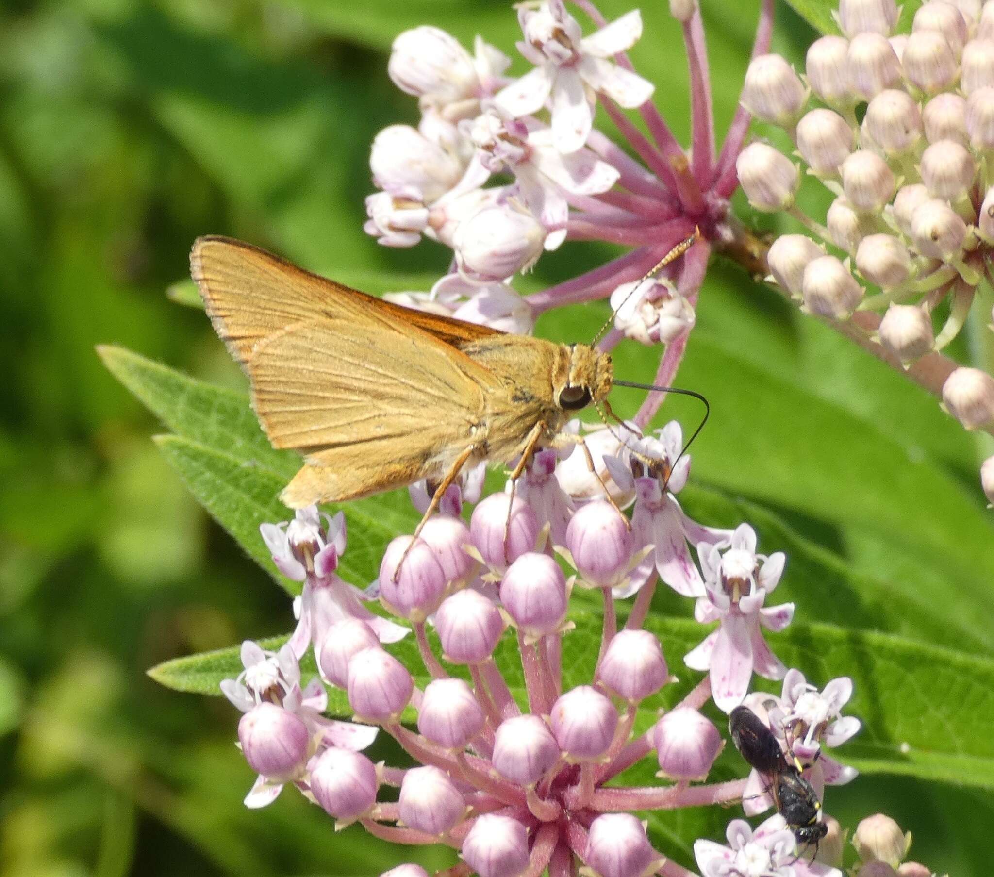 Image of Rare skipper