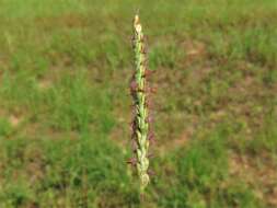 Image of brownseed paspalum