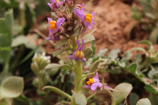 Image of Linaria reflexa (L.) Desf.