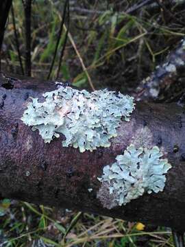 Слика од Parmelia sulcata Taylor