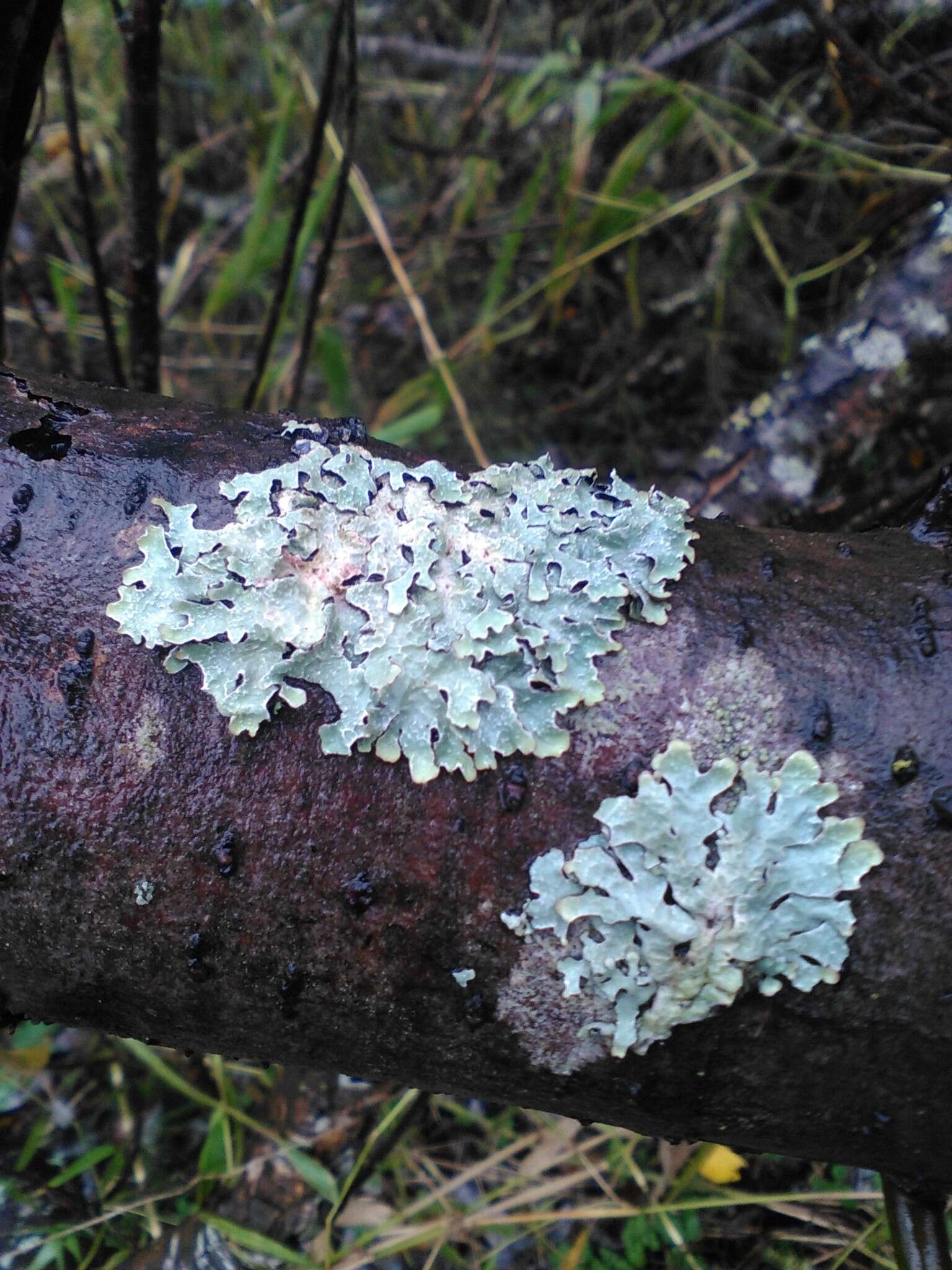 Image of Hammered shield lichen