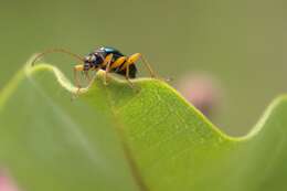 صورة Gaurotes cyanipennis (Say 1824)